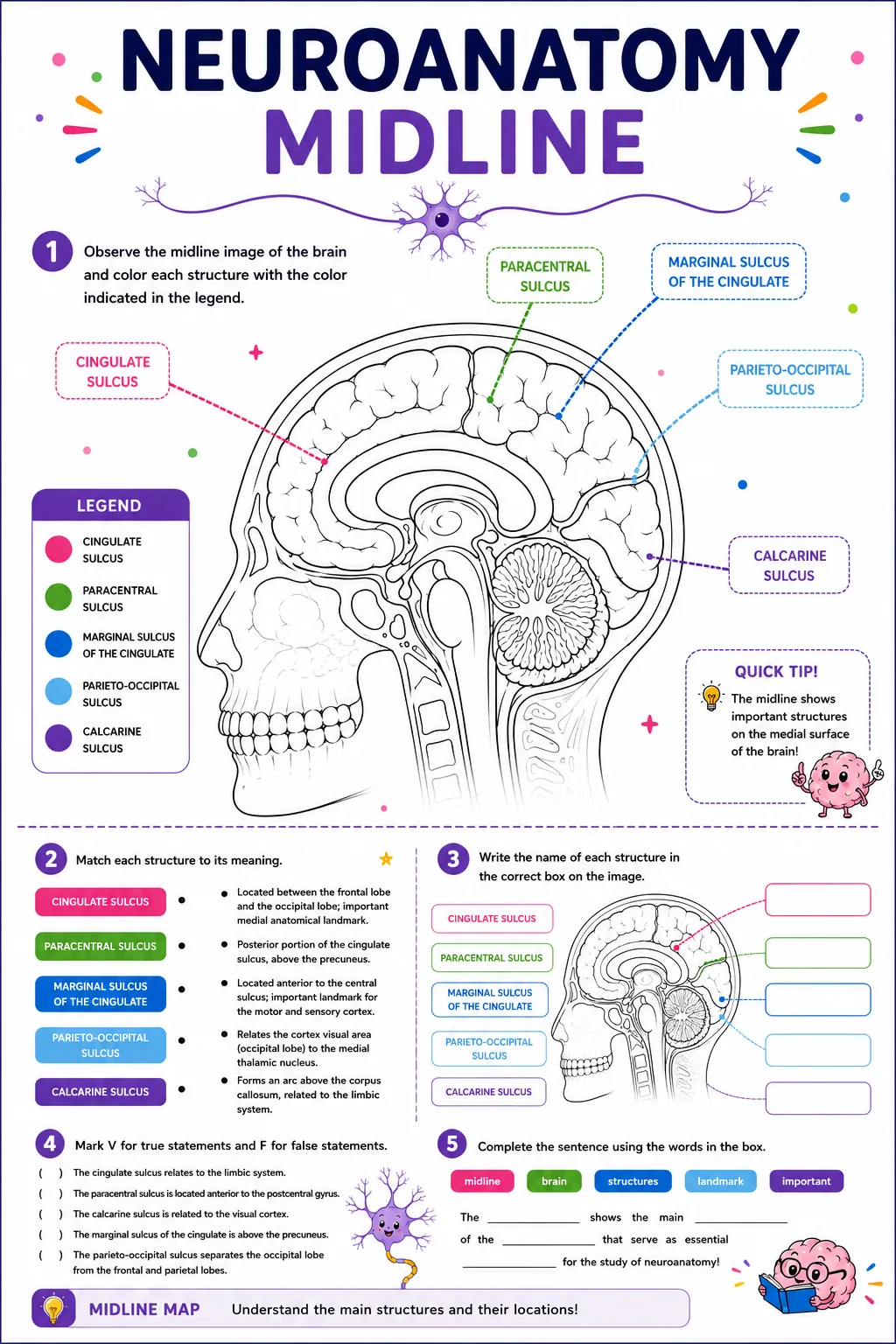 Neuroanatomy midline exercise preview