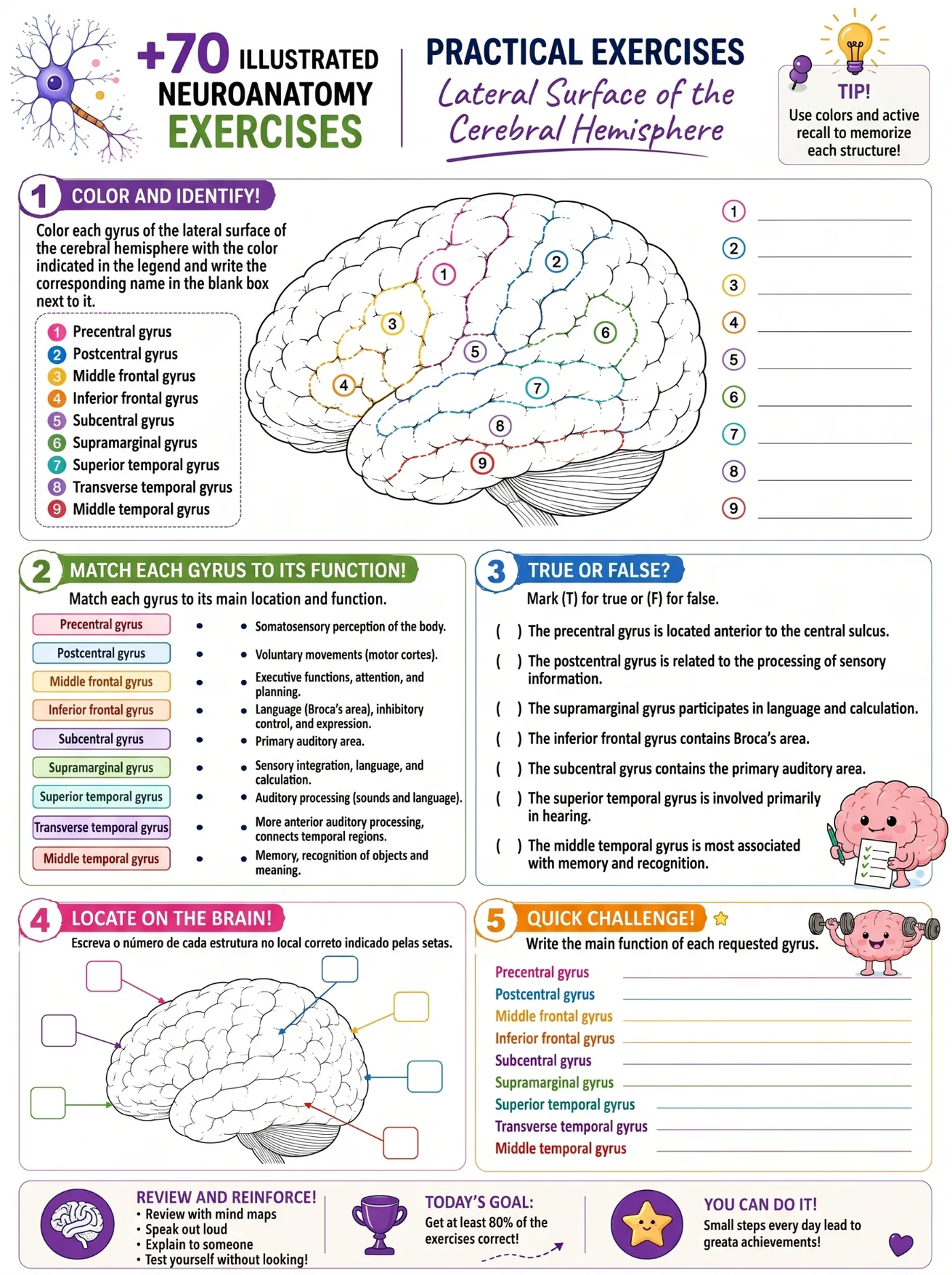Lateral surface of the cerebral hemisphere exercise preview
