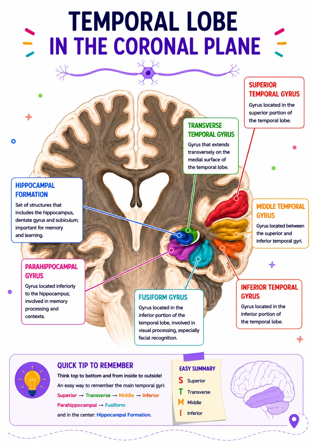 Temporal lobe coronal plane exercise preview