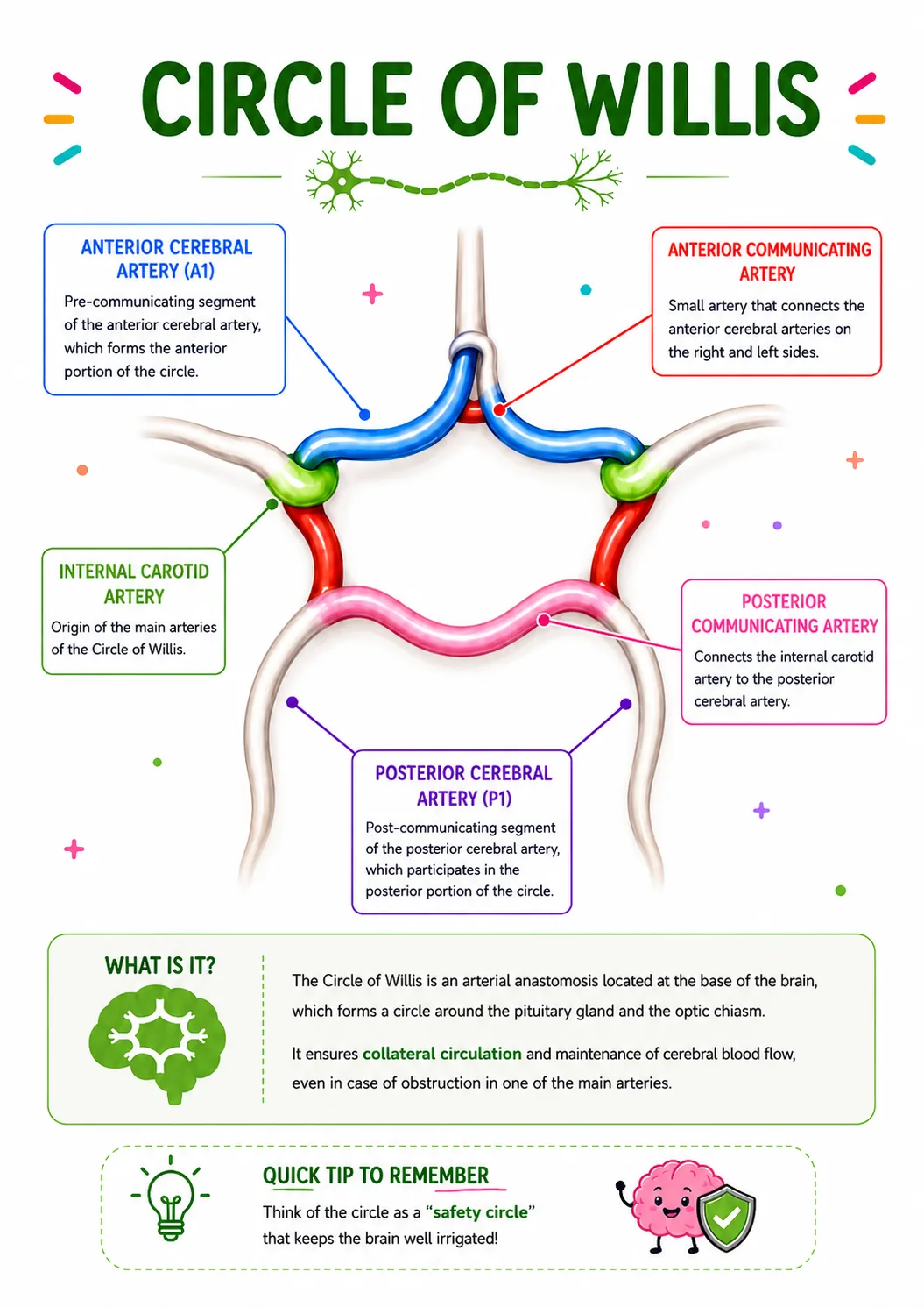 Circle of Willis exercise preview
